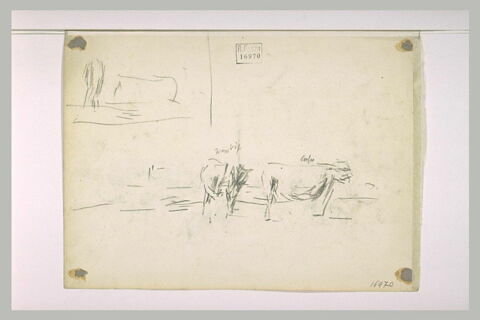 Etudes de vaches, image 2/2