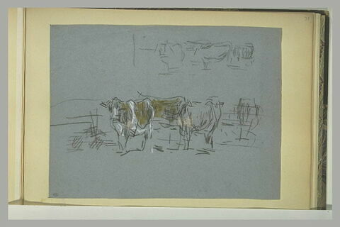 Groupe de vaches debout, image 1/1