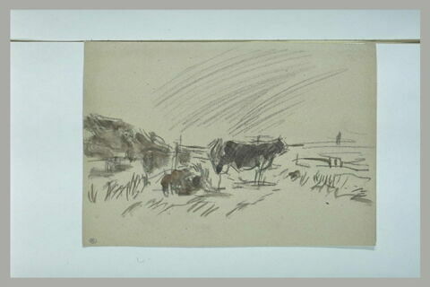 Vache, debout, au milieu d'un champ, image 1/1
