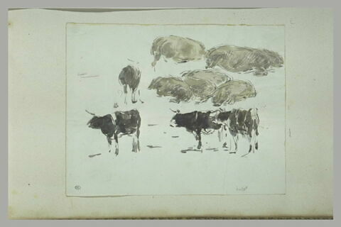 Etude de porcs et de vaches, image 1/1