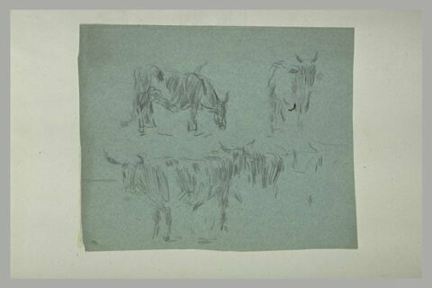 Etudes de vaches debout, image 1/2