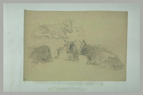 Etude de vaches couchées, image 1/1