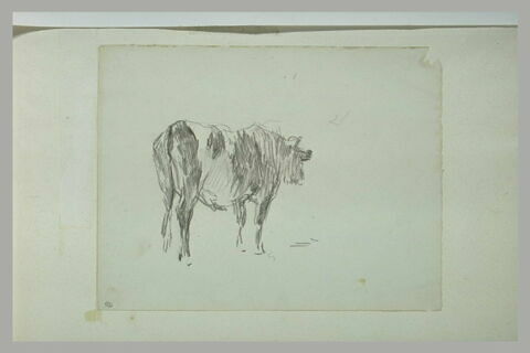 Vache tournée vers la droite, image 1/1