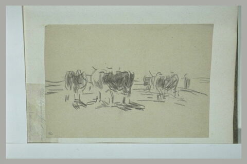 Etude de bovidés, image 1/1