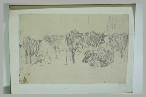 Etude de bovidés, image 1/1