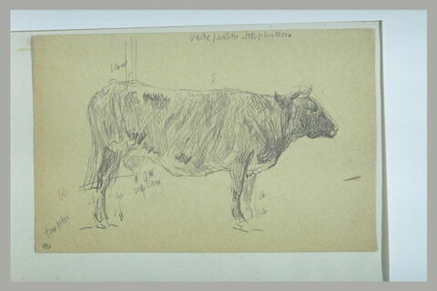 Vache, debout, vue de profil, image 1/1