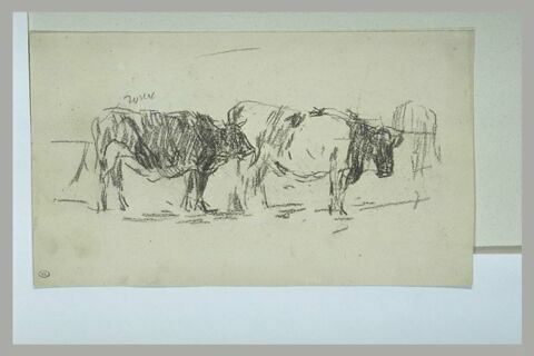 Deux vaches, debout, vues de profil, image 1/1