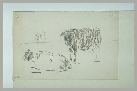 Etude de deux bovidés, image 1/1