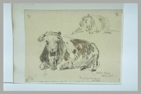 Etudes d'un boeuf couché, image 1/1