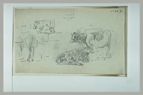 Etude de bovidés, image 1/1