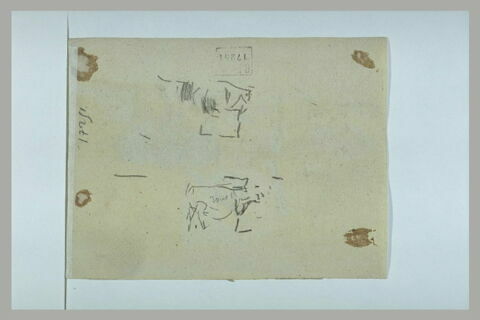 Bovidés, image 1/1