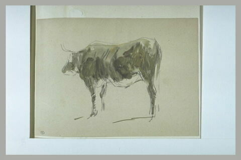 Etude de boeuf, image 1/1