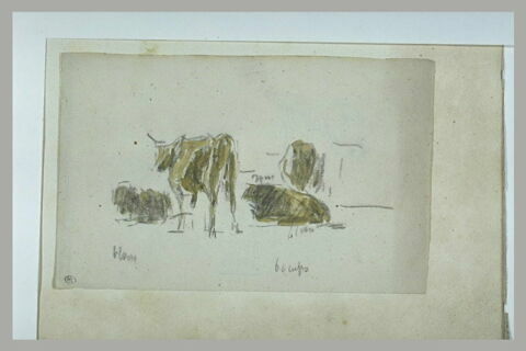 Etudes de bovidés, image 1/1