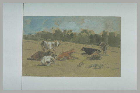 Troupeau de bovidés dans un pré, image 1/1