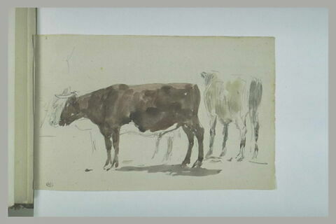 Etude de vaches, image 1/1