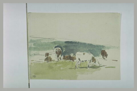 Bovidés paissant dans un herbage, image 1/1