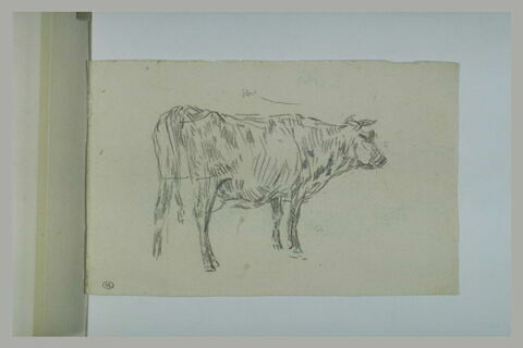 Vache, debout, tournée vers la droite, image 1/1