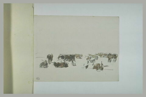 Troupeau de vaches, image 1/1