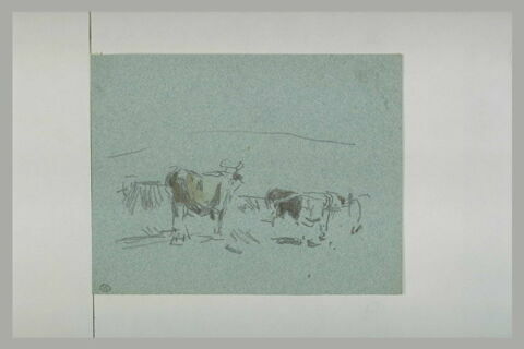 Vaches dans un pré, image 1/1