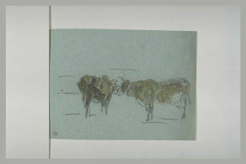 Deux vaches, l'une vue de croupe, l'autre de profil à gauche, image 1/1