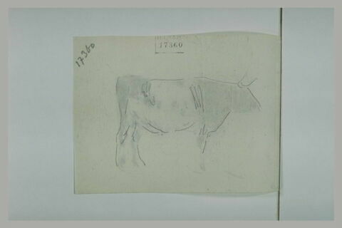 Croquis de vache, image 1/1