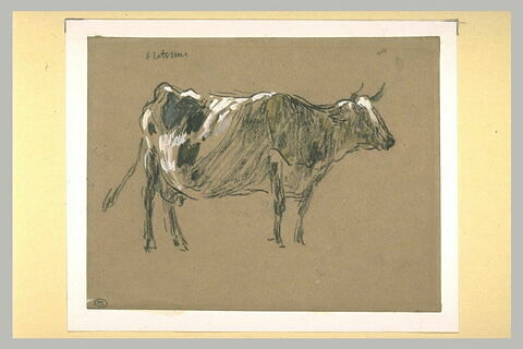 Une vache, debout, vue de profil, image 1/1