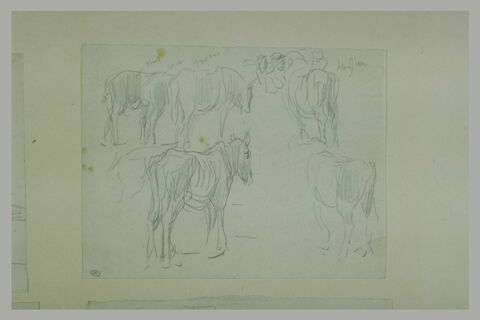 Etudes de chevaux, image 1/1