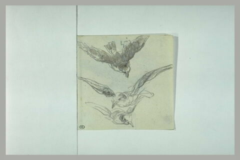 Trois études d'oiseau, image 1/1