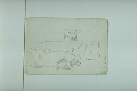 Bovidés, image 1/1