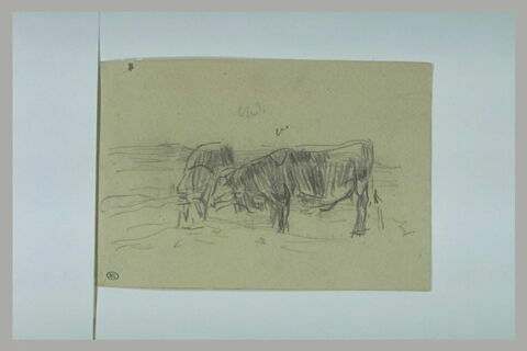 Deux vaches broutant, image 1/1