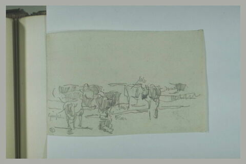 Troupeau de bovins, image 1/1