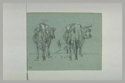 Deux vaches présentant leur croupe
