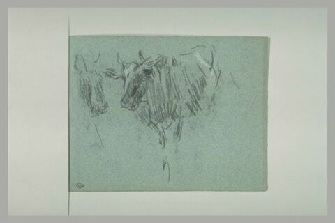 Tête de vache ; tête et corps de vache