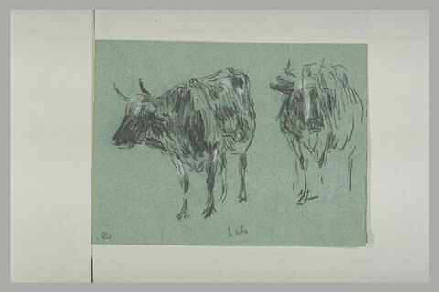 Deux vaches, image 1/1