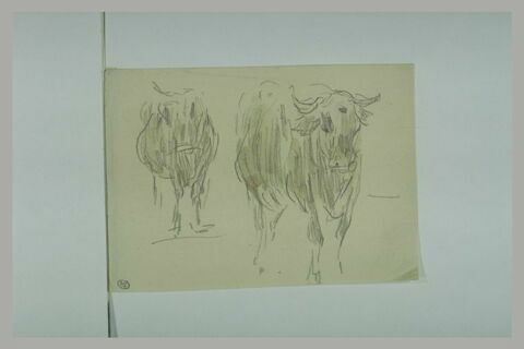 Deux vaches, debout, vues de face, image 1/1