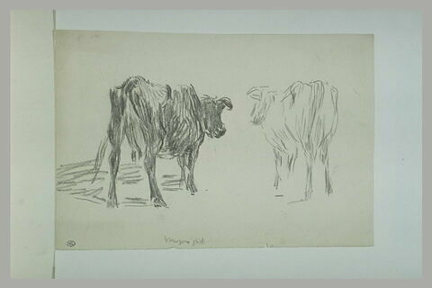 Deux vaches présentant leur croupe, image 1/1