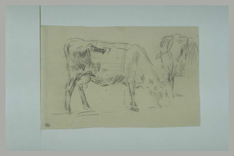 Vache paissant, tournée vers la droite, et arrière-train d'une autre vache, image 1/1