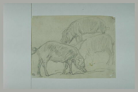 Etude de trois porcs flairant le sol, image 1/1