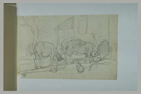 Trois porcs, dont deux plongent leur groin dans un seau, image 1/1