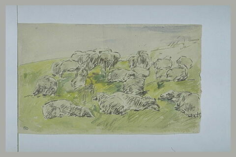 Troupeau de moutons sur l'herbe