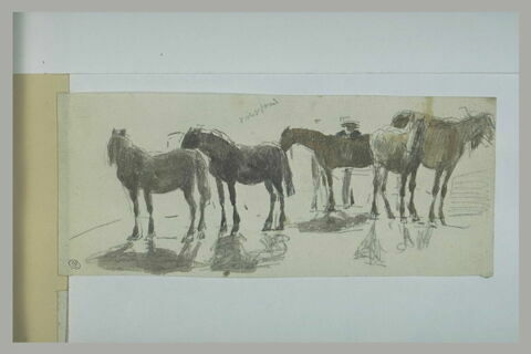 Cinq chevaux, un homme derrière le cheval du centre, image 1/1