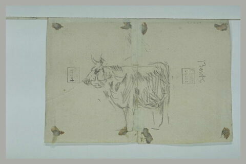 Vache tournée vers la gauche, image 1/1