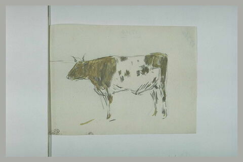 Vache debout, vue de profil, image 1/1