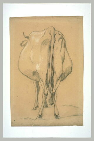 Vache, vue de dos, image 1/1