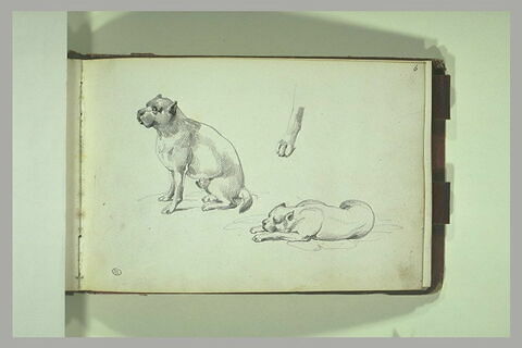 Etudes d'un chien : bouledogue, image 1/1