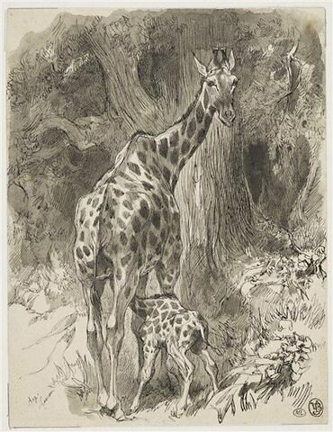 Jeune girafe têtant sa mère dans une forêt