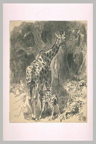 Jeune girafe têtant sa mère dans une forêt, image 2/2