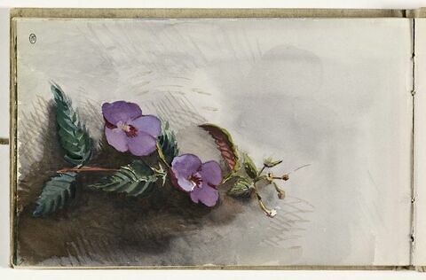 Fleurs, image 1/2