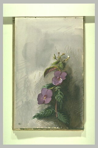Fleurs, image 2/2