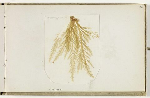 Planche d'herbier, image 1/2